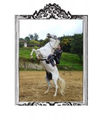 Caballos para Televisión Comerciales y Videos