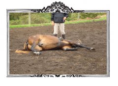 Caballos para Televisión Comerciales y Videos