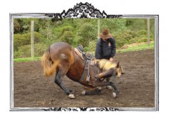 Caballos para Televisión Comerciales y Videos